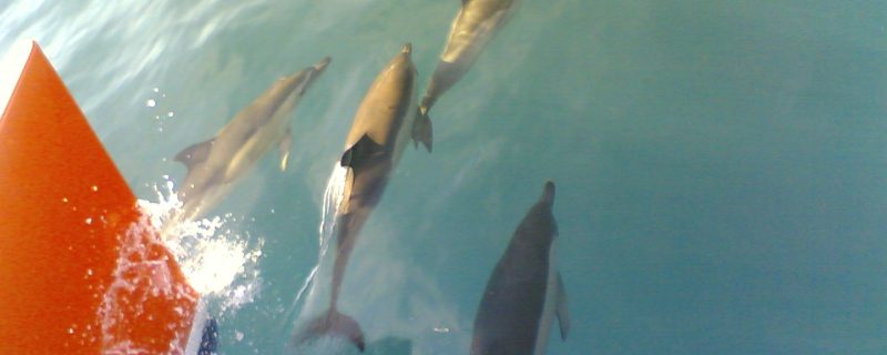 22040-vilamoura-dolphin-watching-1696155007
