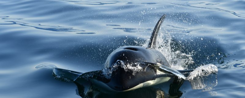 22252-orca-watching-in-alaska-1698925096