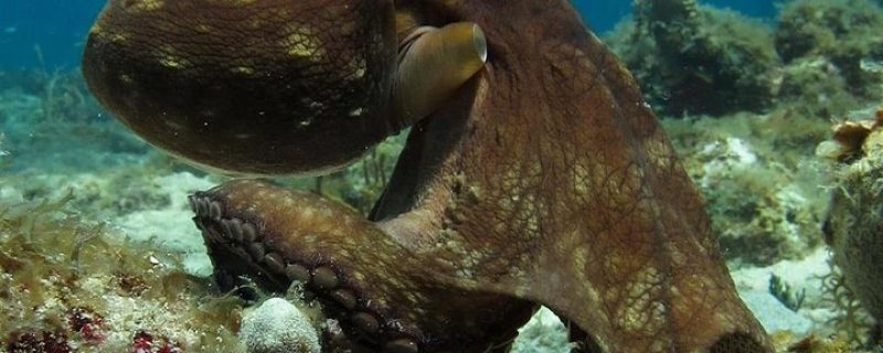 22328-diving-with-octupus-in-st-thomas-1699014749