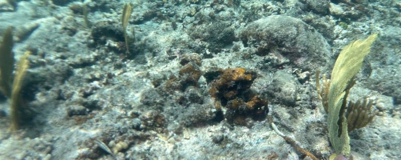 22421-coral-reefs-st-thomas-snorkeling-1699097002