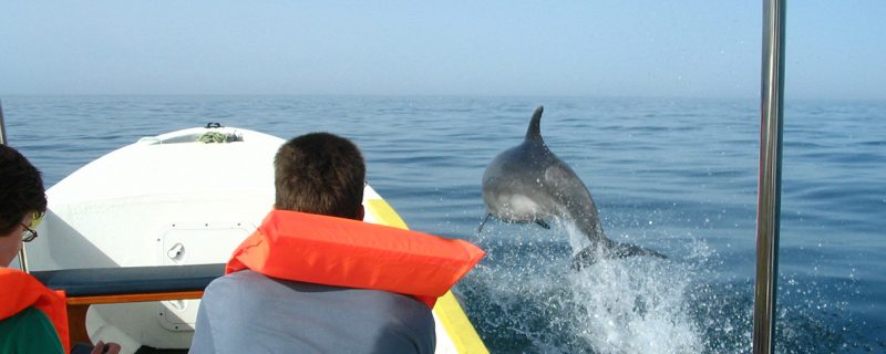 2247-cover-for-boat-tour-to-the-dolphins-in-olhao-1604331766