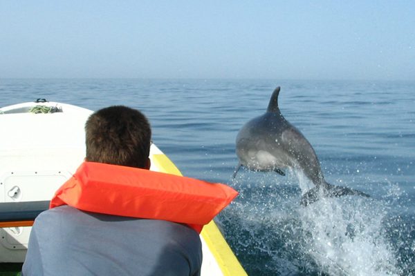 dolphins in Olhão
