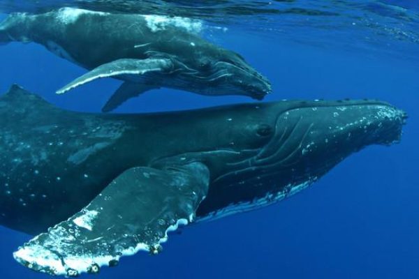 22703-whale-watching-tour-1699632880