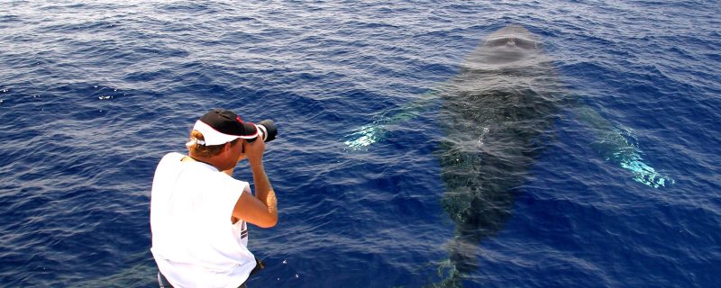 22705-whale-watching-hawaii-1699632880