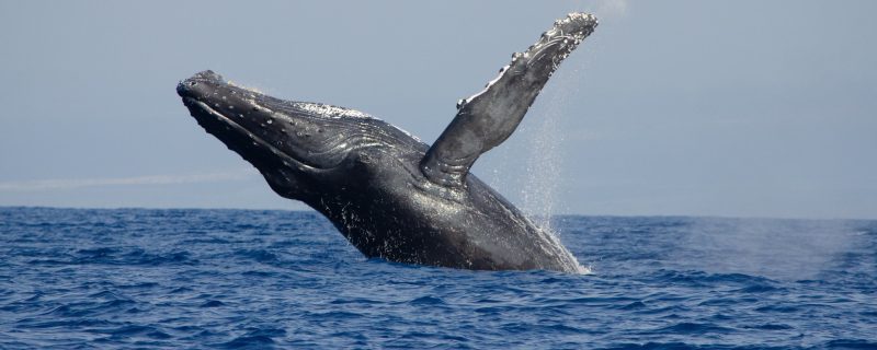 22746-speedboat-whale-watching-in-kailua-kona-1699782508