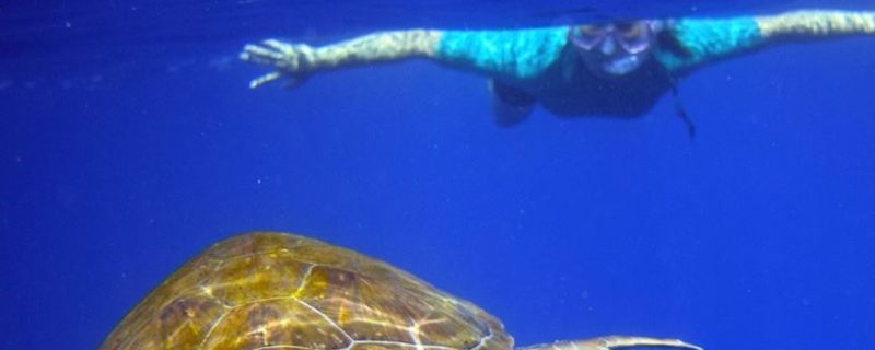 2324-cover-for-snorkeling-in-tenerife-with-turtles-1575397953