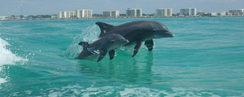 Wild dolphin in the sea of Destin