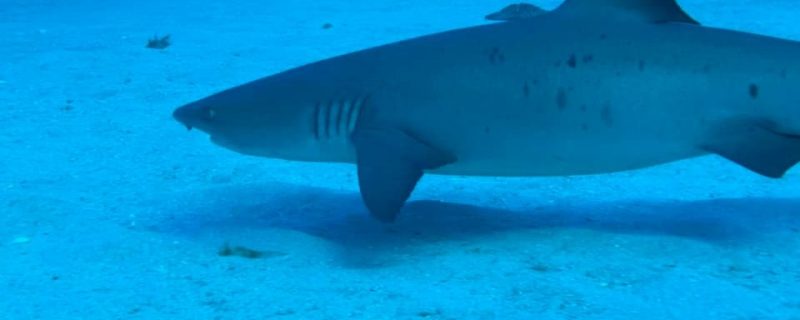 23320-shark-diving-hawaii-1700404525