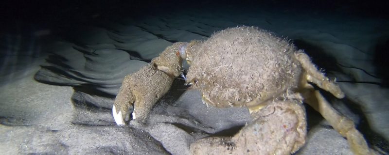 23347-diving-crabs-1700404526