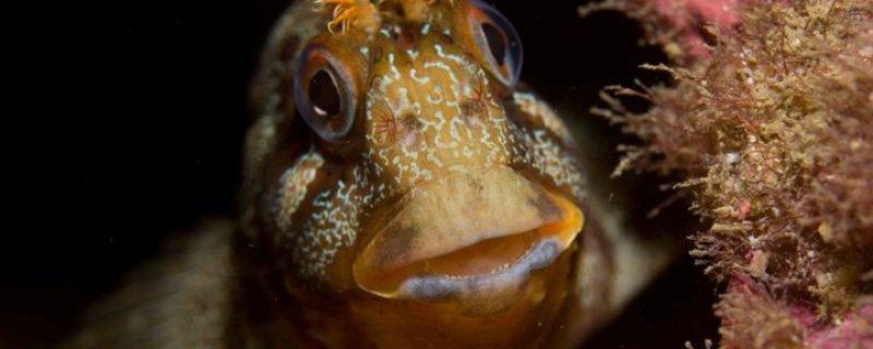 234-scuba-diving-from-albufeira-portugal-1670083213