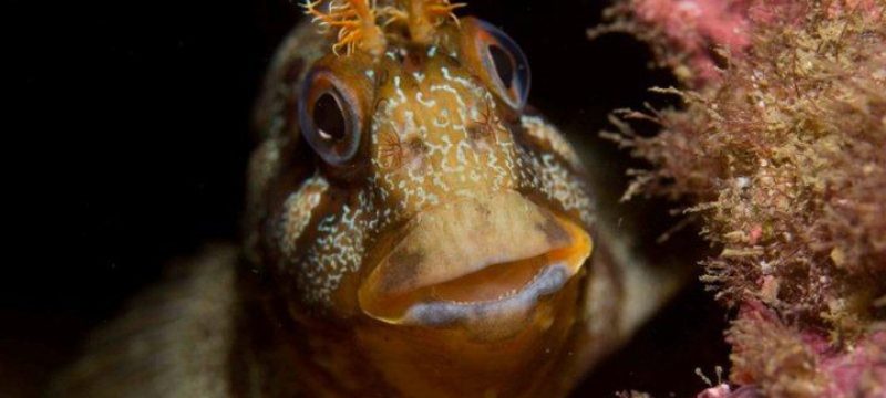234-scuba-diving-from-albufeira-portugal-1670083213