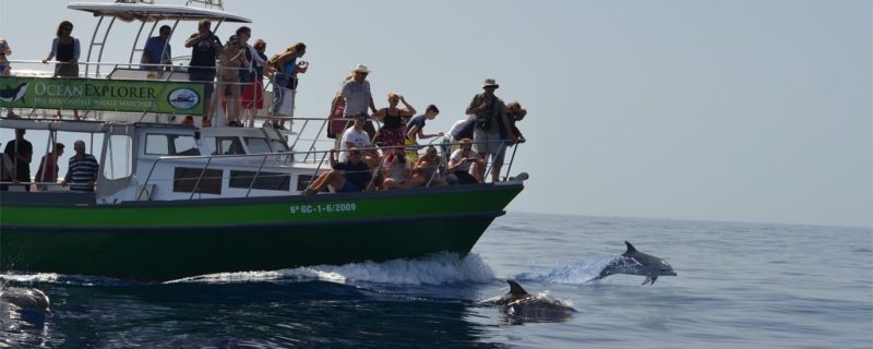 2340-whale-watching-la-palma-1575397960