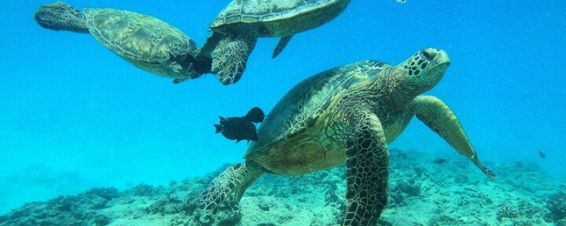 23418-discover-scuba-diving-in-honolulu-1700499637