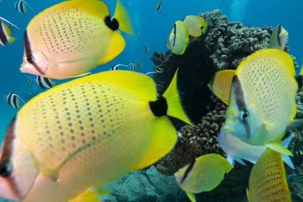 23428-marine-life-snorkeling-1700502843