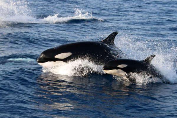 2346-cover-for-orca-watching-in-tarifa-1575397963