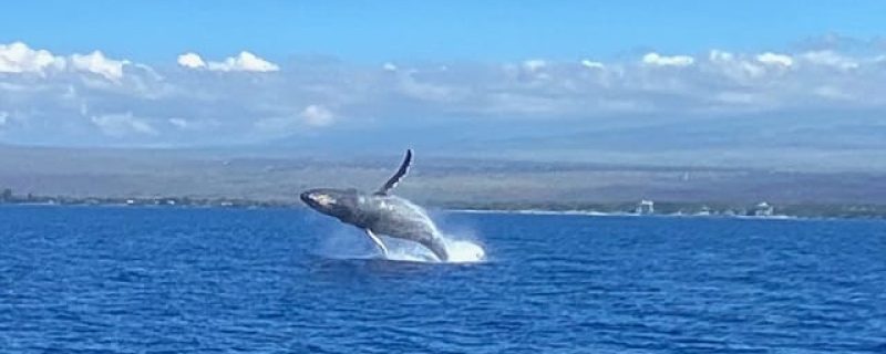 24199-whale-watching-boat-trip-in-maalaea-1701611780