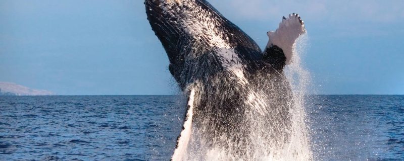 24211-catamaran-whale-watching-in-kona-1701625763