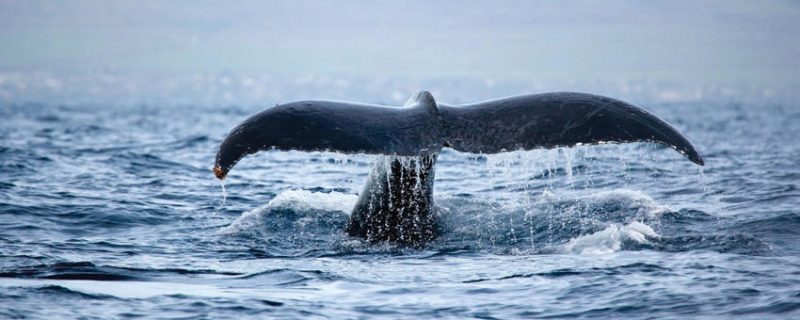 24231-whale-watching-tour-in-waikiki-1701691149