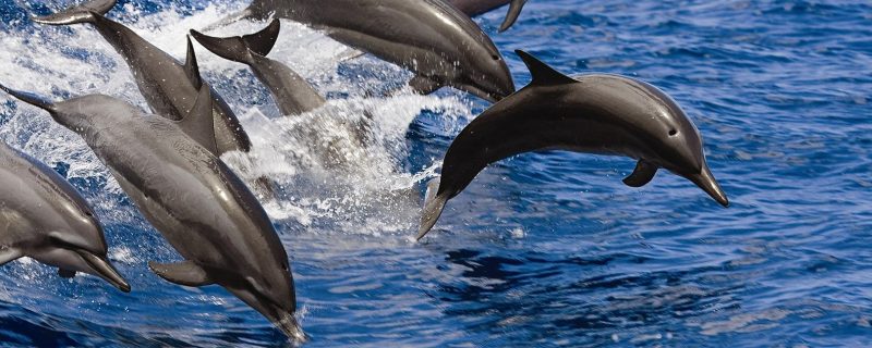 Wilde Delfine in Waianae