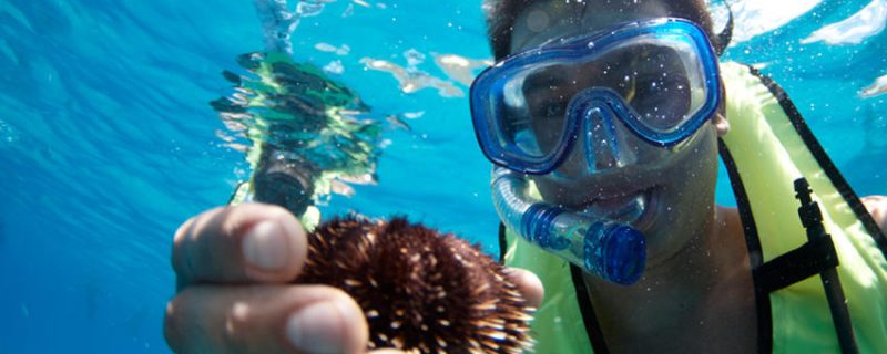 24247-snorkeling-with-marine-life-1701684584