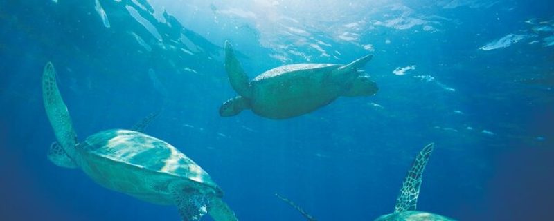 24261-swimming-with-turtles-honolulu-1701689755