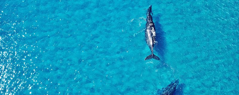 24288-sailing-catamaran-tour-waianae-1701701495