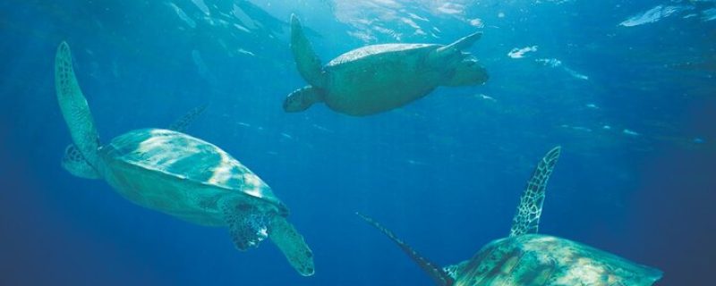 24293-turtle-catamaran-tour-in-hawaii-1701704194