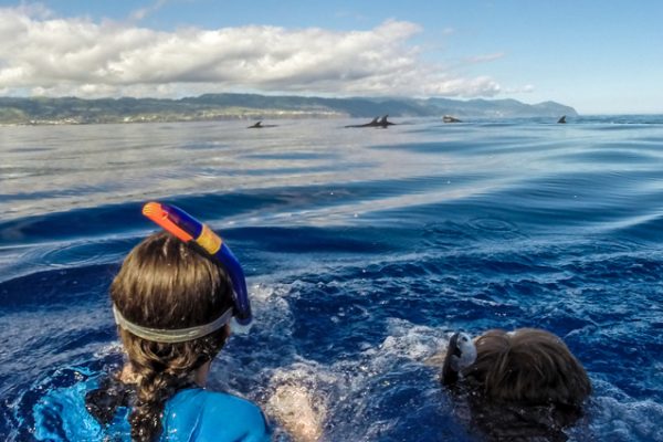 Swim with Dolphins in São Miguel