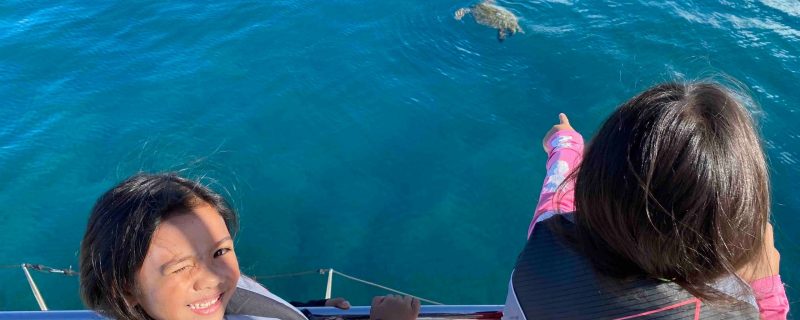 24335-private-turtle-watching-in-hawaii-1701973105