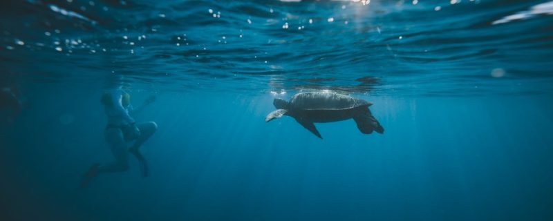 24352-snorkeling-with-turtles-in-hawaii-1701973106