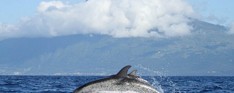 24440-ww-pico-2-1702742171 24440-ww-pico-2-1702742171