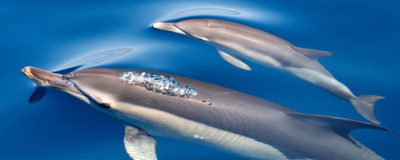 26127-dolphins-in-lagos-1712305886