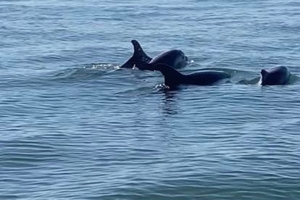 26455-dolphin-tour-in-setubal-1715931082