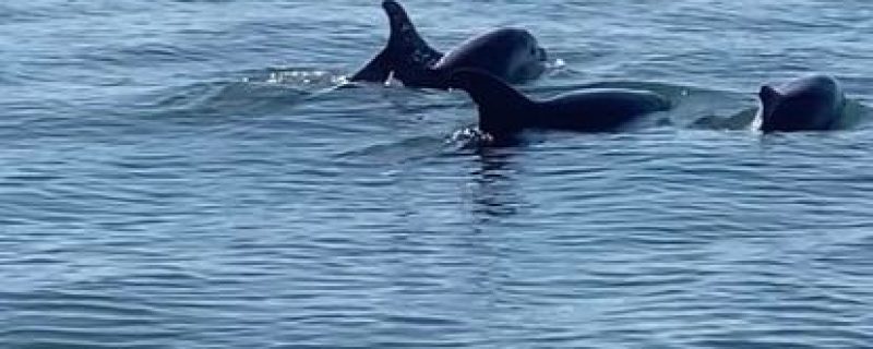 26455-dolphin-tour-in-setubal-1715931082