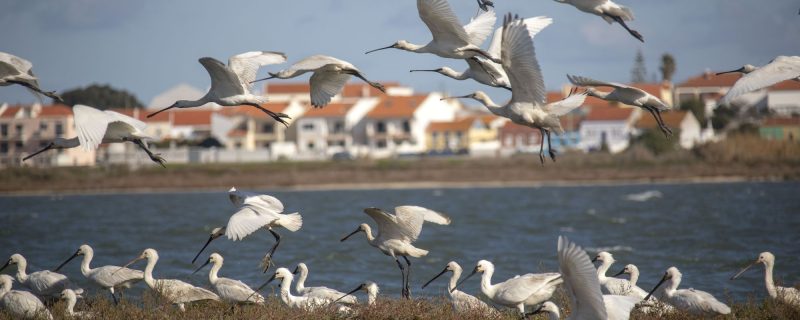 2737-birdwatching-in-lisbon-on-a-traditional-boat-1575398166