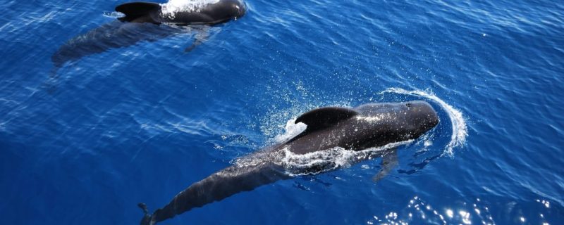2838-3h-whale-and-dolphin-watching-in-tenerife-with-lunch-1575398202