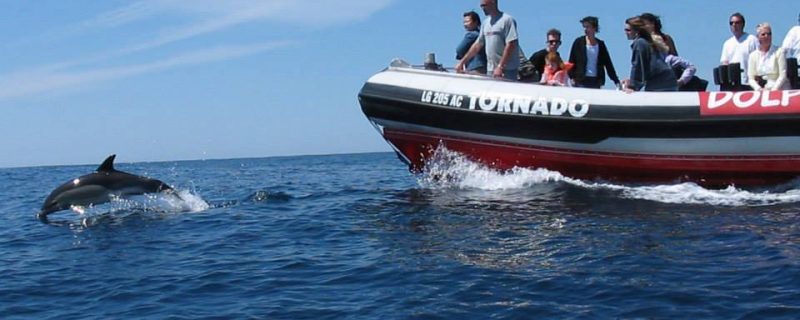 335-dolfijnen-boot-trip-in-lagos-portugal-1575397048