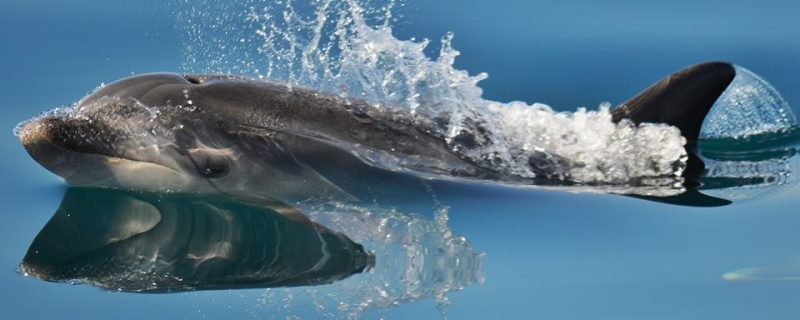 3615-visit-the-cute-dolphins-in-the-sado-estuary-1575398593