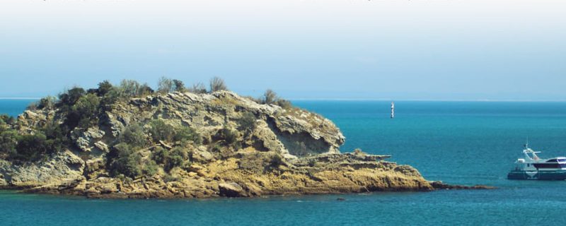3667-setubal-dolphin-watching-tour-1575398618