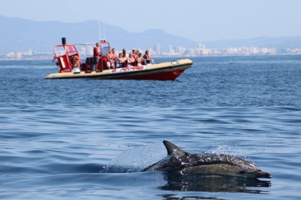 3739-wild-dolphins-in-portimao-1575398650