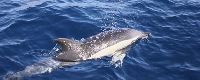 3937-cover-for-dolphin-watching-in-lanzarote-1575398732