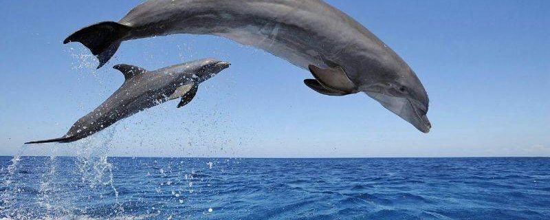 4013-dolphins-tenerife-1575398766