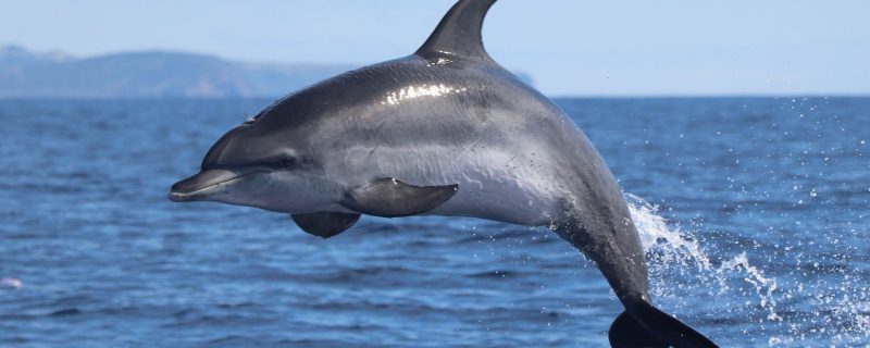 4030-dolphin-watching-horta-1575398772