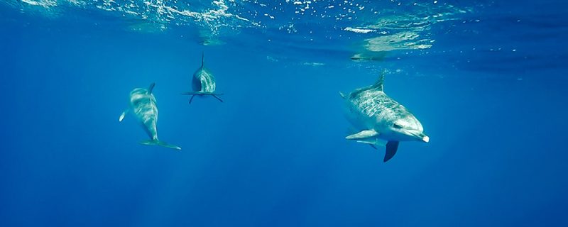 4893-swimming-dolphins-in-azores-1575400514
