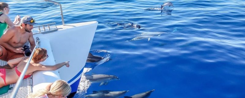 4928-cover-for-dolphin-whale-watching-in-madeira-catamaran-1575982078