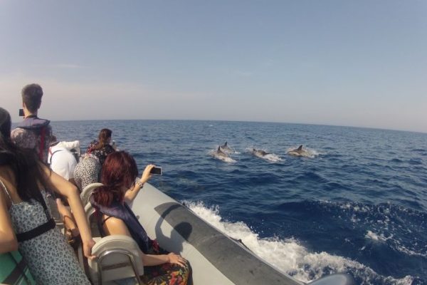 Dolphin watching tour in Faro