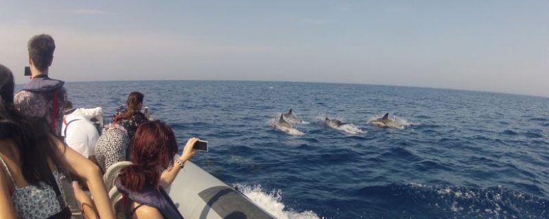 Dolphin watching tour in Faro