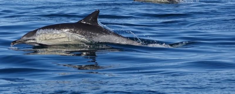 5253-common-dolphins-algarve-1581429453