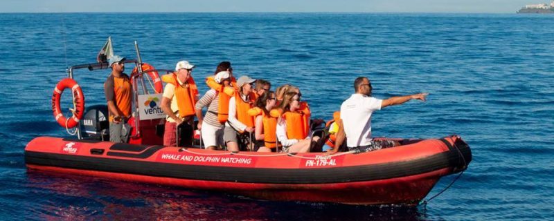 585-whale-and-dolphin-watching-madeira-1575397183