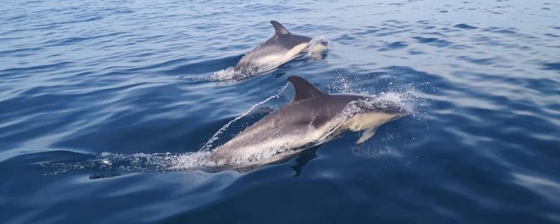 5986-dolphin-watching-in-peniche-1595948573